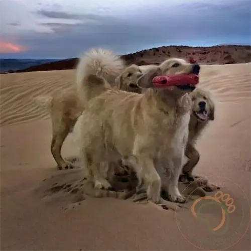 Fotos