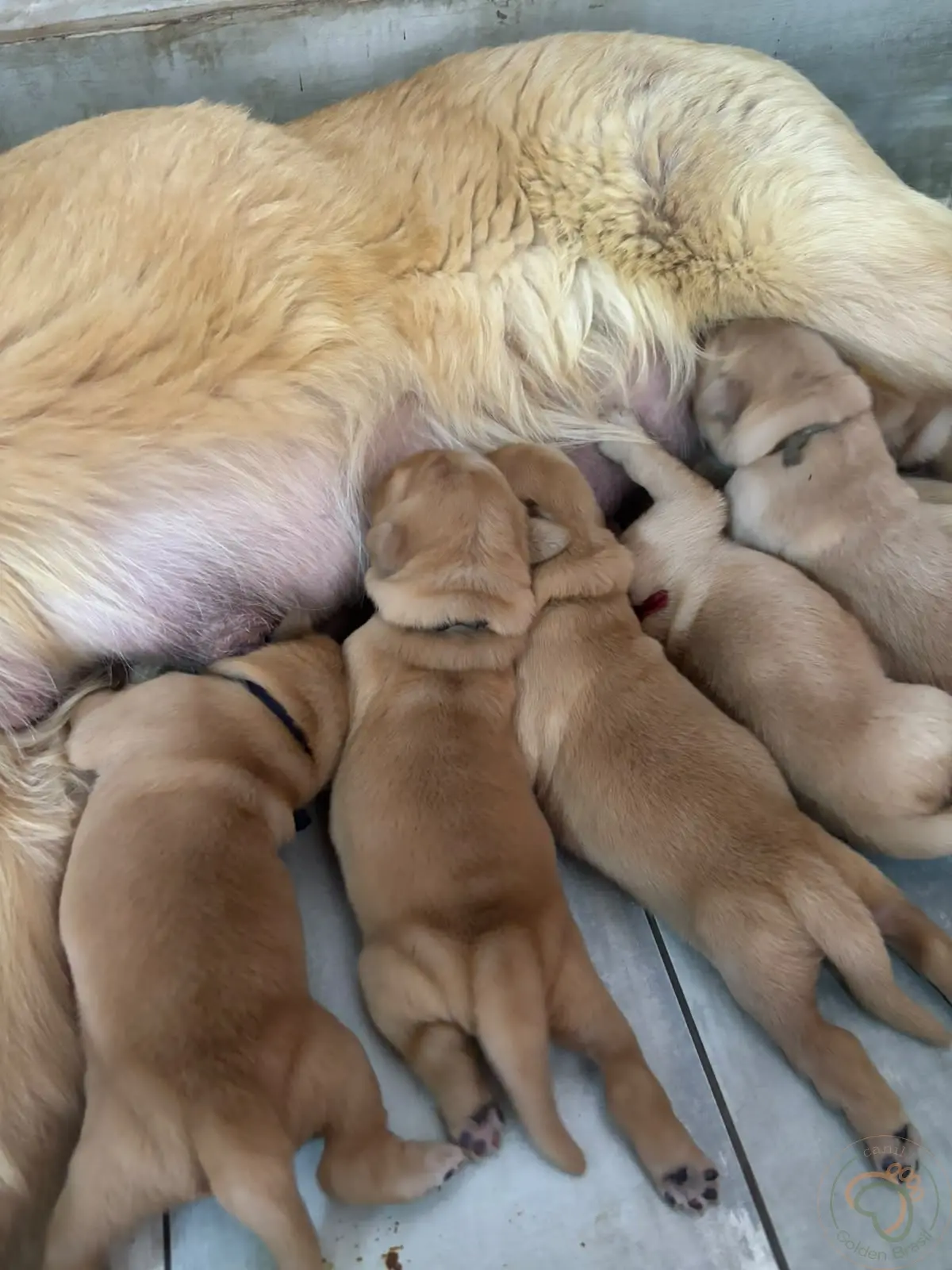 7 dias de vida.